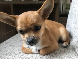 【自制狗粮】肉：主食：蔬菜＝2：1：1的做法 步骤5