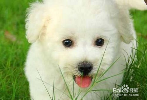 怎么样买到健康的宠物狗？