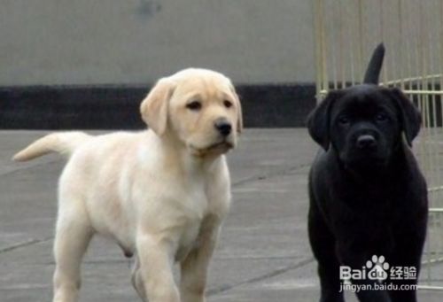怎么样买到健康的宠物狗？