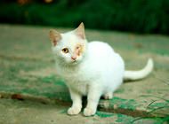 为什么有人会喜爱虐猫