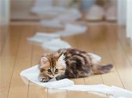 猫咪做错事可不可以打?