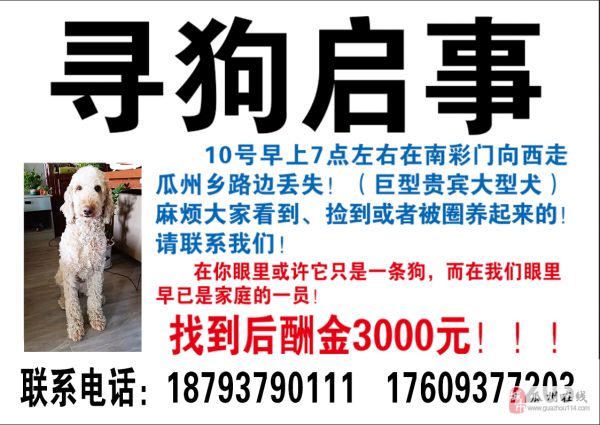 寻狗启示