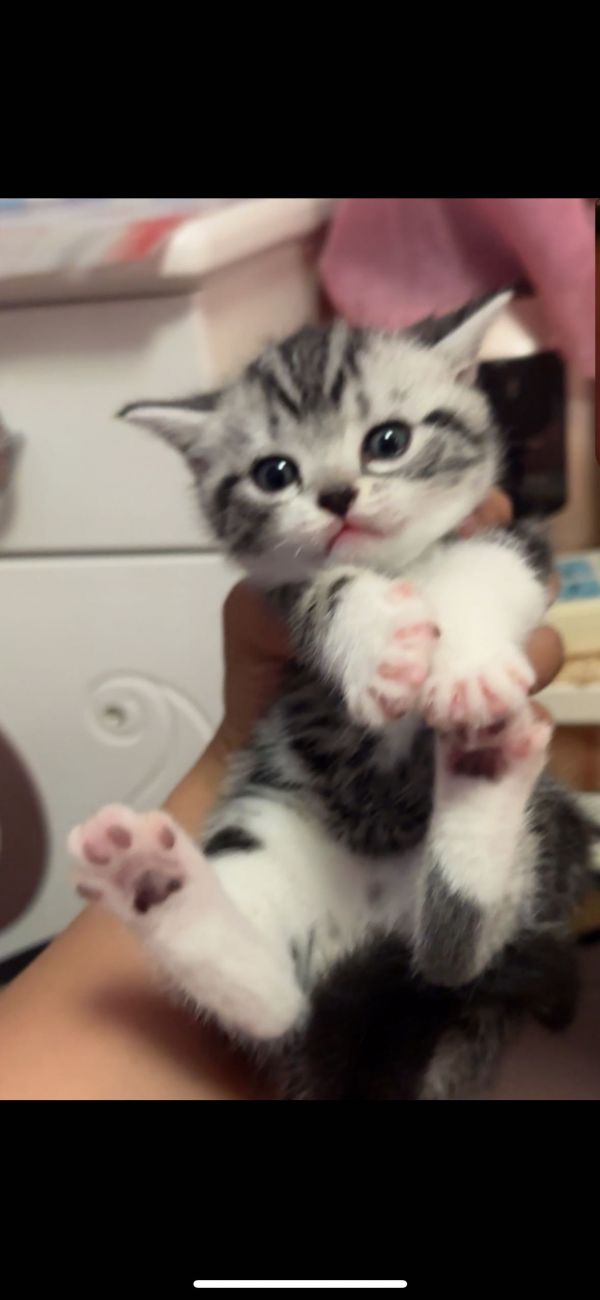 出售虎斑小猫