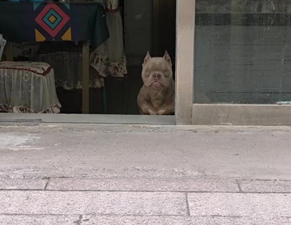 恶霸急出