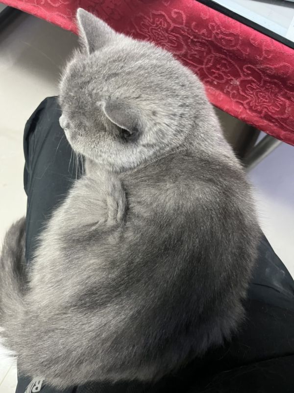 小母猫找男朋友