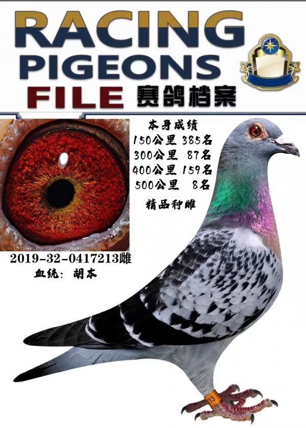 喜欢信鸽的可以交流探讨