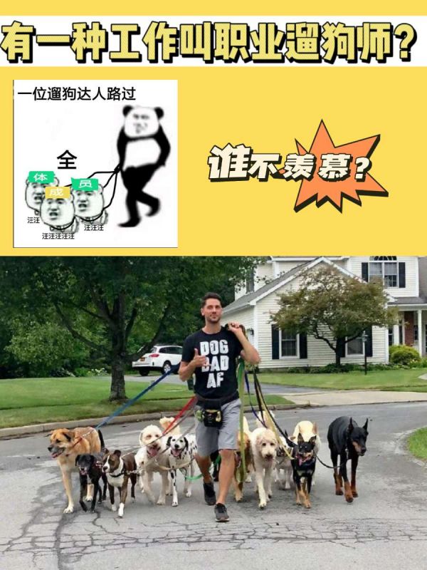 有一种工作叫做职业遛狗师？我真的慕了！