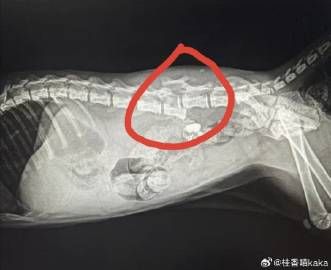 等比图