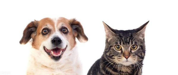 狗狗胜出?最新研究探讨犬类与猫类智力差异