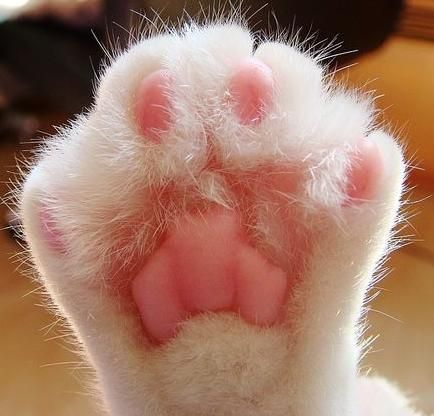 宠物过冬四大误区 狗狗猫猫御寒指导手册