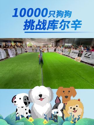库尔辛运动赛事家:10000只狗狗挑战库尔辛#10000只狗狗挑战库尔辛运动 #库尔辛运动#库尔辛遛狗器