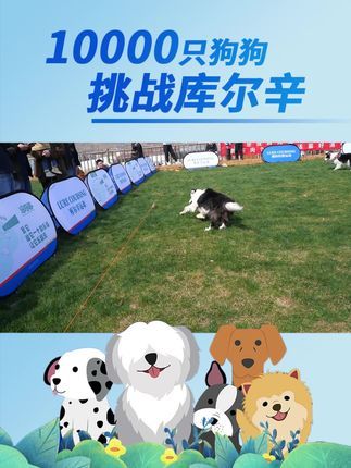 库尔辛运动赛事家:超火的遛狗神器,挑战库尔辛运动来啦!#10000只狗狗挑战库尔辛 #库尔辛运动 #库尔辛遛狗器