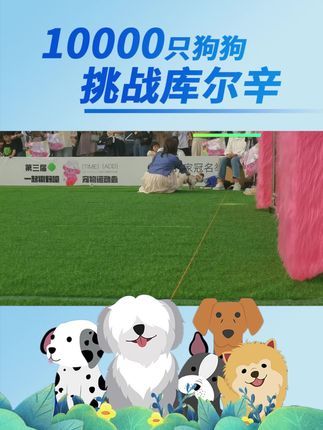 库尔辛运动赛事家:10000只狗狗挑战库尔辛赛事!#10000只狗狗挑战库尔辛 #库尔辛运动 #库尔辛遛狗器