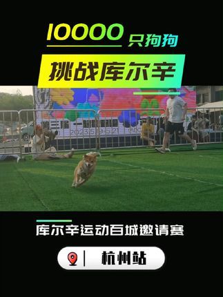 库尔辛运动赛事家:库尔辛运动不仅能提高狗狗身体素质,还是一个社交的好帮手!#10000只狗狗挑战库尔辛 #库尔辛运动 #库尔辛遛狗器