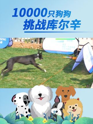 库尔辛运动赛事家:挑战库尔辛,激发狗狗天性#10000只狗狗挑战库尔辛 #库尔辛运动 #库尔辛遛狗器