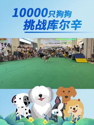 库尔辛运动赛事家:参与库尔辛挑战,增加狗狗们的友谊,扩展个人社交圈,社交的一把好手!#10000只狗狗挑战库尔辛 #库尔辛运动 #库尔辛遛狗器