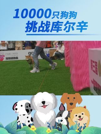 库尔辛运动赛事家:10000只狗狗挑战库尔辛赛事火热进行中!#库尔辛运动 #10000只狗狗挑战库尔辛 #库尔辛遛狗器