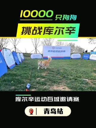 库尔辛运动赛事家:10000只狗狗挑战库尔辛,让狗狗展现自己,做回自我!#10000只狗狗挑战库尔辛 #库尔辛运动 #库尔辛遛狗器