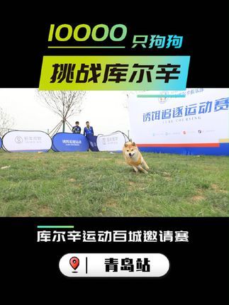 库尔辛运动赛事家:库尔辛运动百城邀请赛挑战#10000只狗狗挑战库尔辛 #库尔辛运动 #库尔辛遛狗器