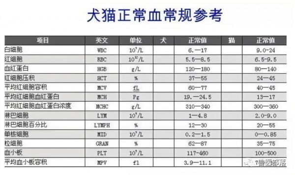 宠物血常规检查是什么?血常规检查项目与意义详解