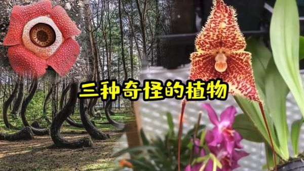 猴脸兰花臭尸百合,波兰会“弯腰”的树林?盘点三种奇怪的植物