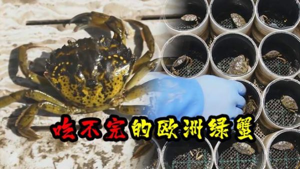 多到吃不完?让老美头疼的欧洲绿蟹,能否成为媲美小龙虾的产业