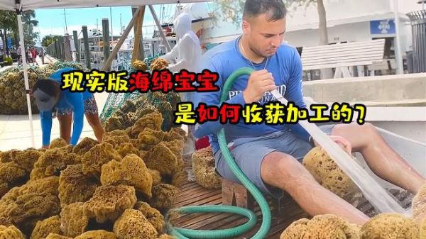 现实里的海绵宝宝,世界海绵之都佛罗里达,如何收获加工天然海绵
