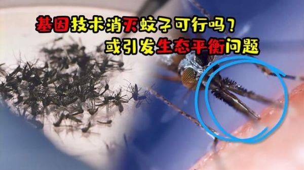 基因技术灭蚊可行吗?或引发生态平衡问题,蚊子并非一无所出