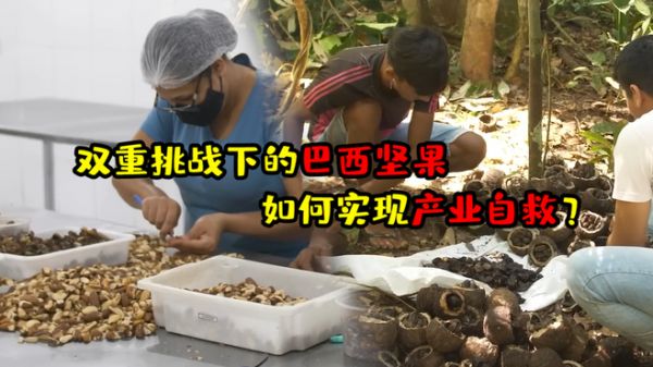 双重挑战下的巴西坚果,如何实现产业自救?成为最可持续的坚果