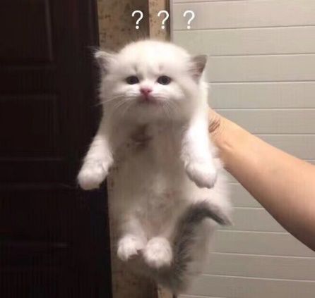 智能猫咪照片生成器：一键打造个性化猫咪形象，满足多种定制需求