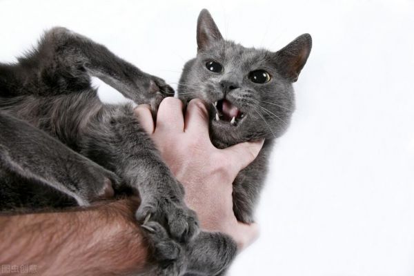 如何训练猫咪不咬人和抓人？探秘猫咪咬挠行为