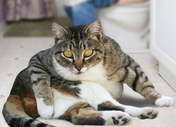 怎么能让宠物猫自己学会蹲马桶？步骤其实很简单