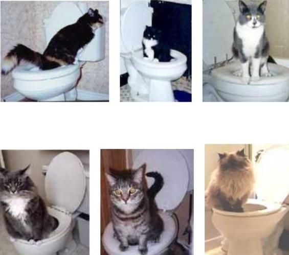 怎么能让宠物猫自己学会蹲马桶？步骤其实很简单