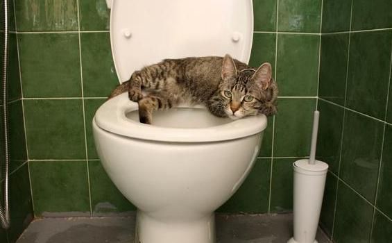 怎么能让宠物猫自己学会蹲马桶？步骤其实很简单