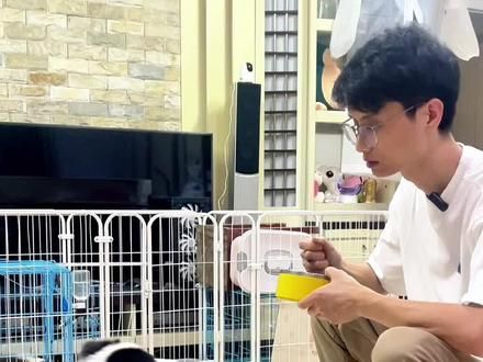 让狗狗学会听口令叫，其实很好玩，也很简单，大家认真学，记得点点赞噢#如何训练小狗 #新手养狗 #边牧 #训犬 #上热门