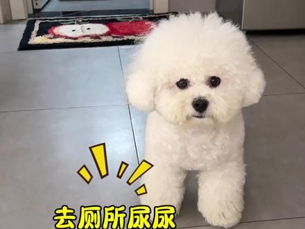 新手养狗如何教会狗狗定点？我用了一个多月，很详细的分享给大家。只要有耐心慢慢教，都可以学会的哟#狗狗 #定点大小便 #幼犬训练 #养宠经验分享 #萌宠出道计划