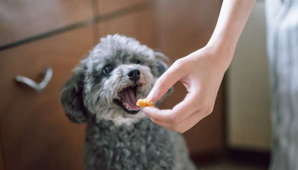 狗喂食7.jpg