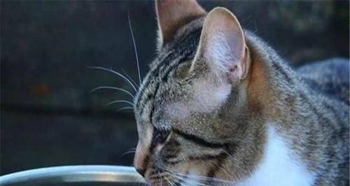 如何让患有猫咪肠胃炎的宠物恢复食欲（猫咪肠胃炎病因及治疗）