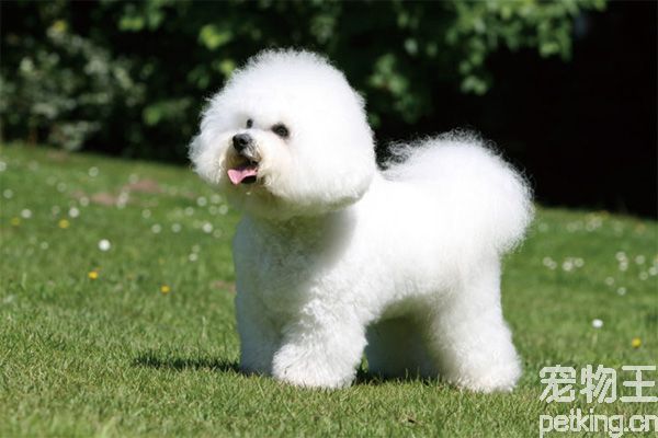 比熊犬