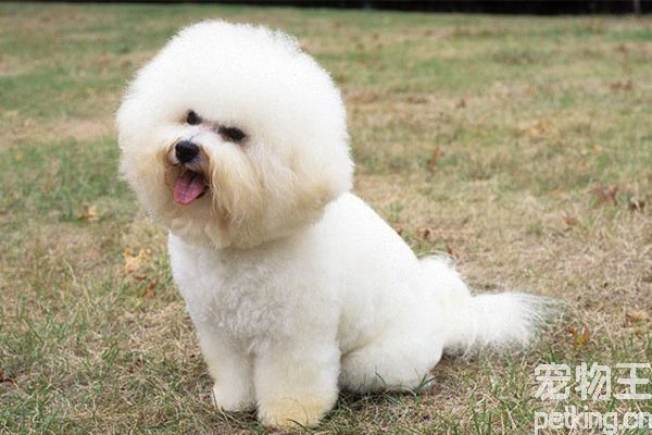 比熊犬健康
