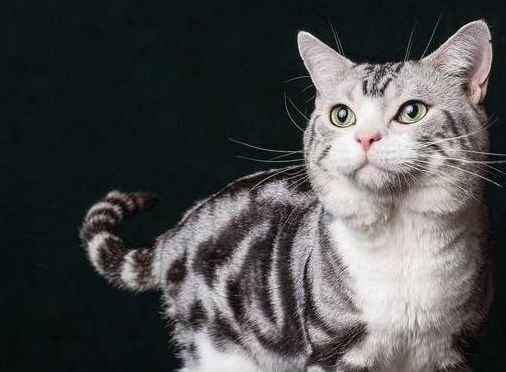 猫猫常见的遗传性疾病你知道哪些？来了解下吧