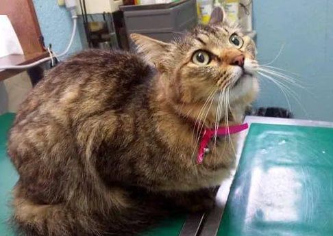 猫猫常见的遗传性疾病你知道哪些？来了解下吧