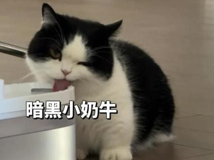 笑不活了，这真是辟谣得自己都想笑 #猫咪是自愿营业的 #哈哈哈哈哈哈我要笑死了#猫：这人有病吧#小猫咪三分迷茫七分呆滞 #猫咪的不服全写在脸上