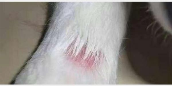 犬真菌性皮肤病图示