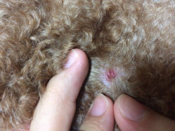 狗狗真菌性皮肤病讲解：症状表现、怎么治、传染性全面解析