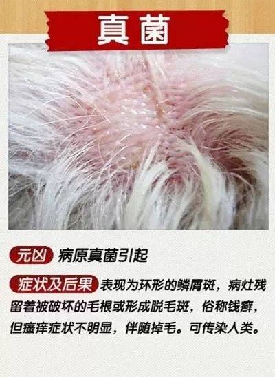 狗真菌性皮肤病图示