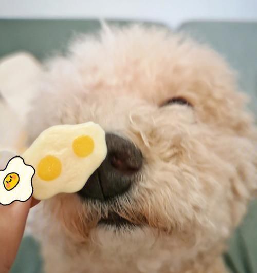宠物零食烤制，小心上火（如何安全烘焙宠物零食）
