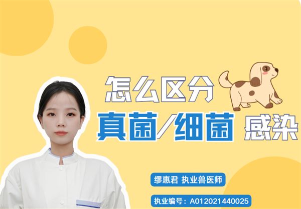狗狗皮肤病