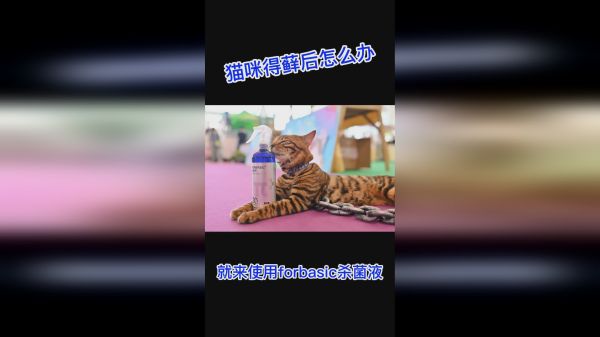 猫猫外出回来后得藓后怎么办呢？