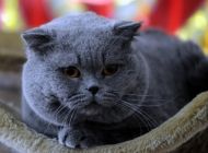 猫真菌性皮肤病有哪些症状